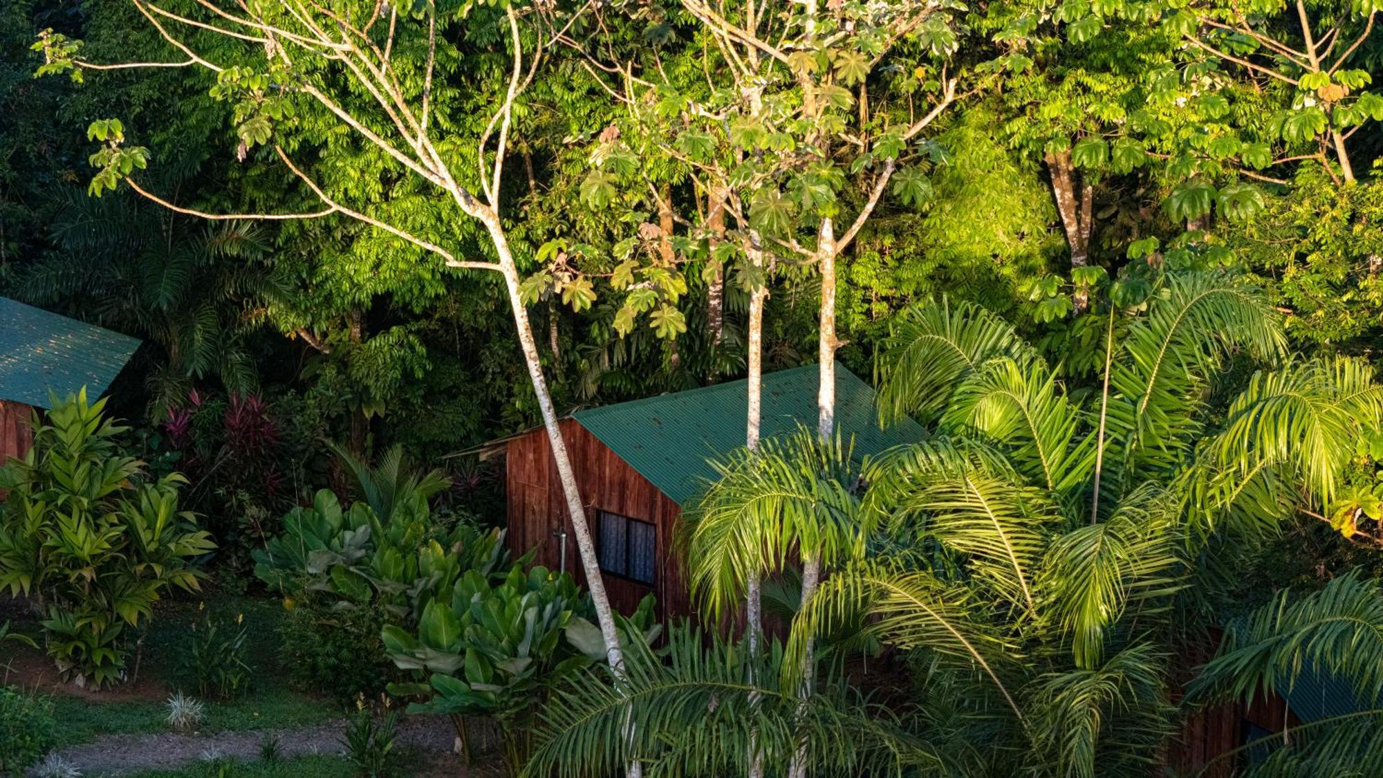 Citronela Lodge Corcovado Drake Bay ภายนอก รูปภาพ
